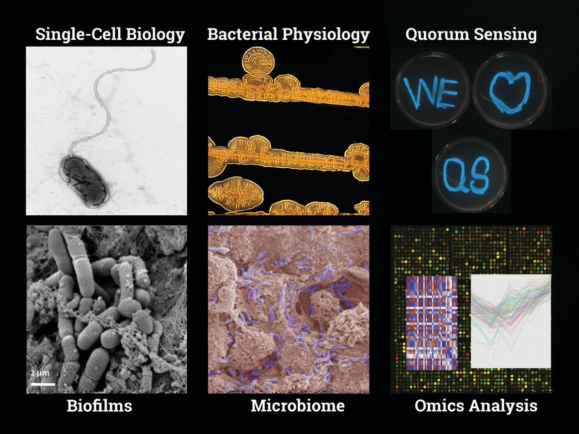 Collage of six microbiology topics: single-cell biology, bacterial physiology, quorum sensing, biofilms, microbiome, and omics analysis.